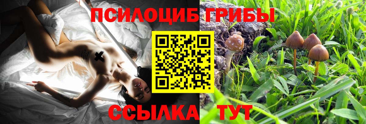 Псилоцибиновые грибы MAGIC MUSHROOMS  Псилоцибиновые грибы ЛСД  Кудрово  дарнет шоп  Вход с VPN 